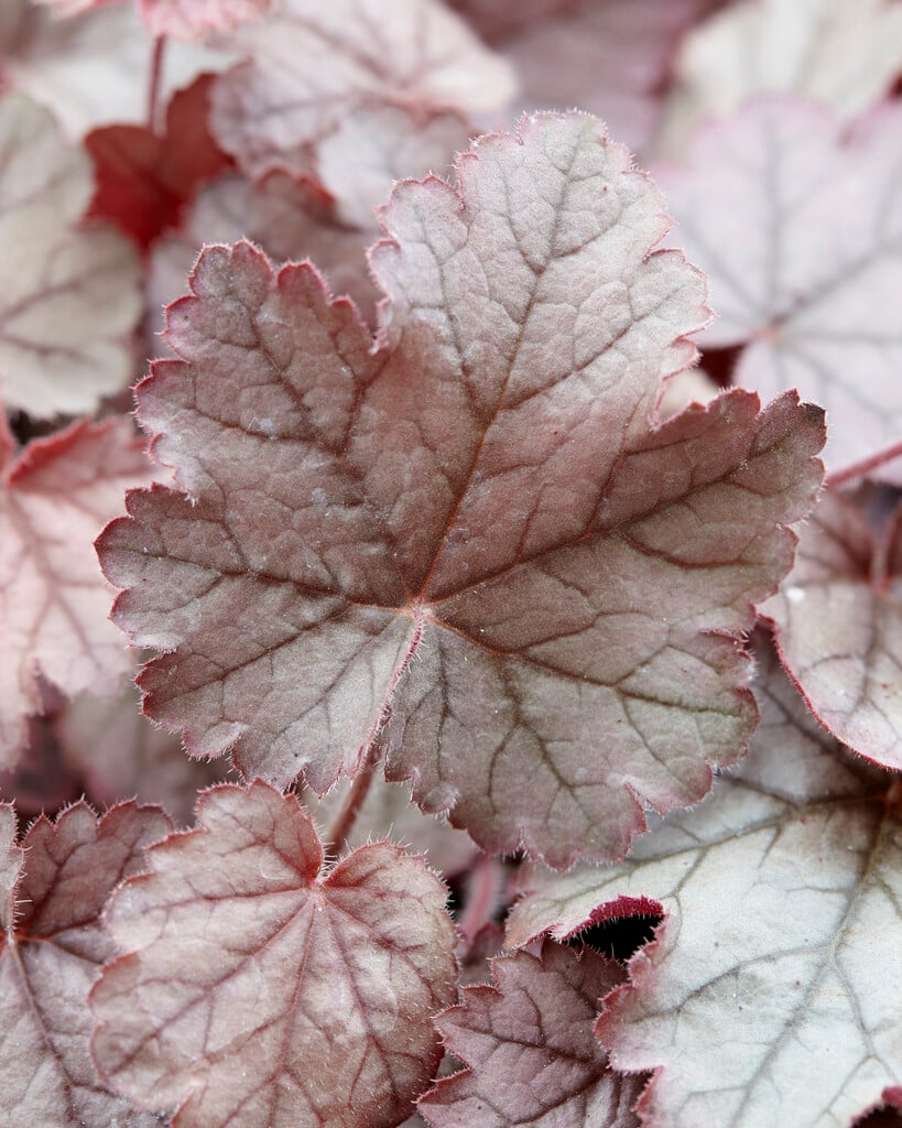 alum root 'Red Pearls'