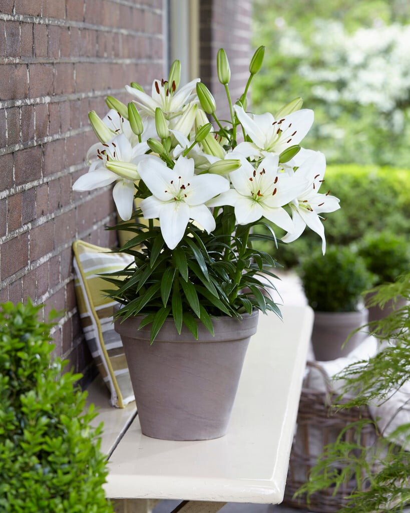 lily 'Sparkling Joy'