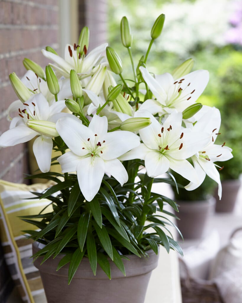 lily 'Sparkling Joy'