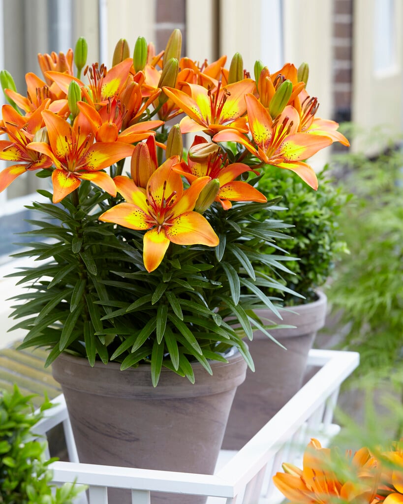 lily 'Bright Joy'