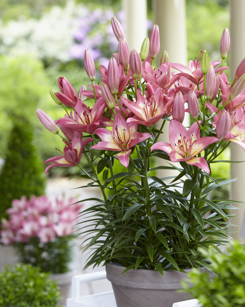 lily 'Elegant Joy'