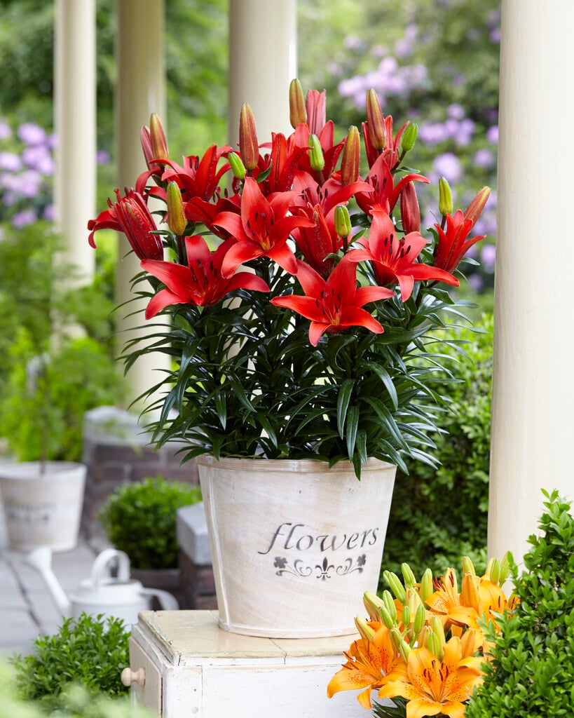 lily 'Blushing Joy'