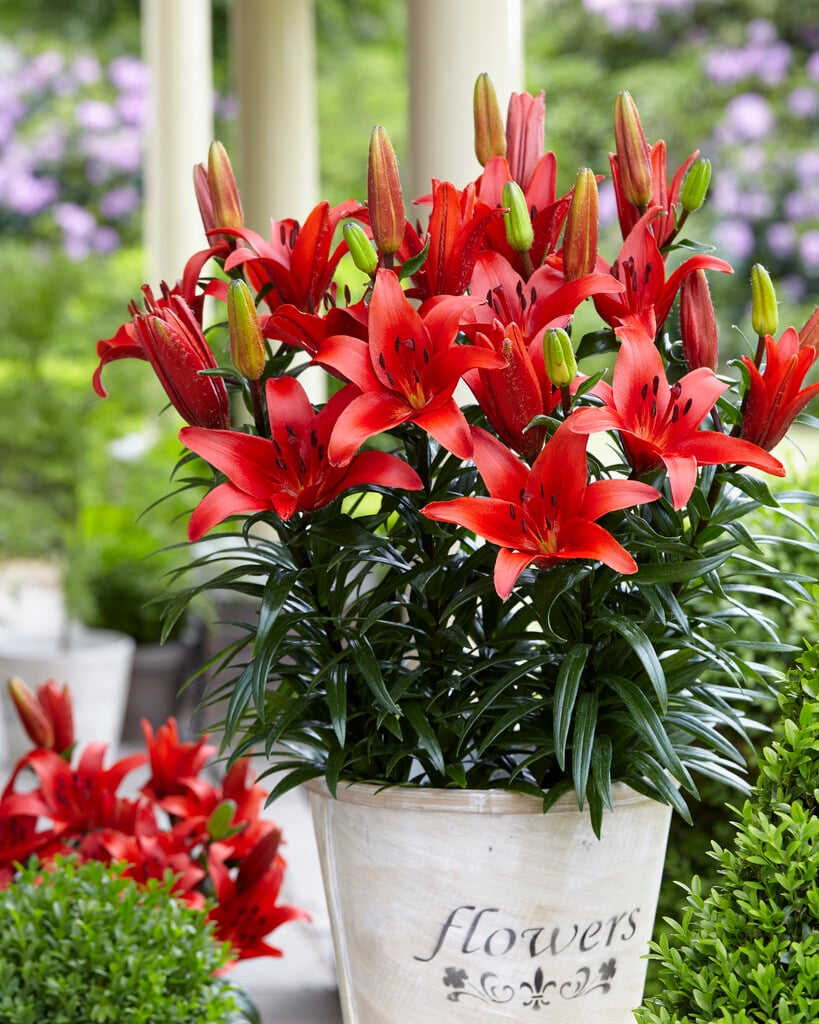 lily 'Blushing Joy'