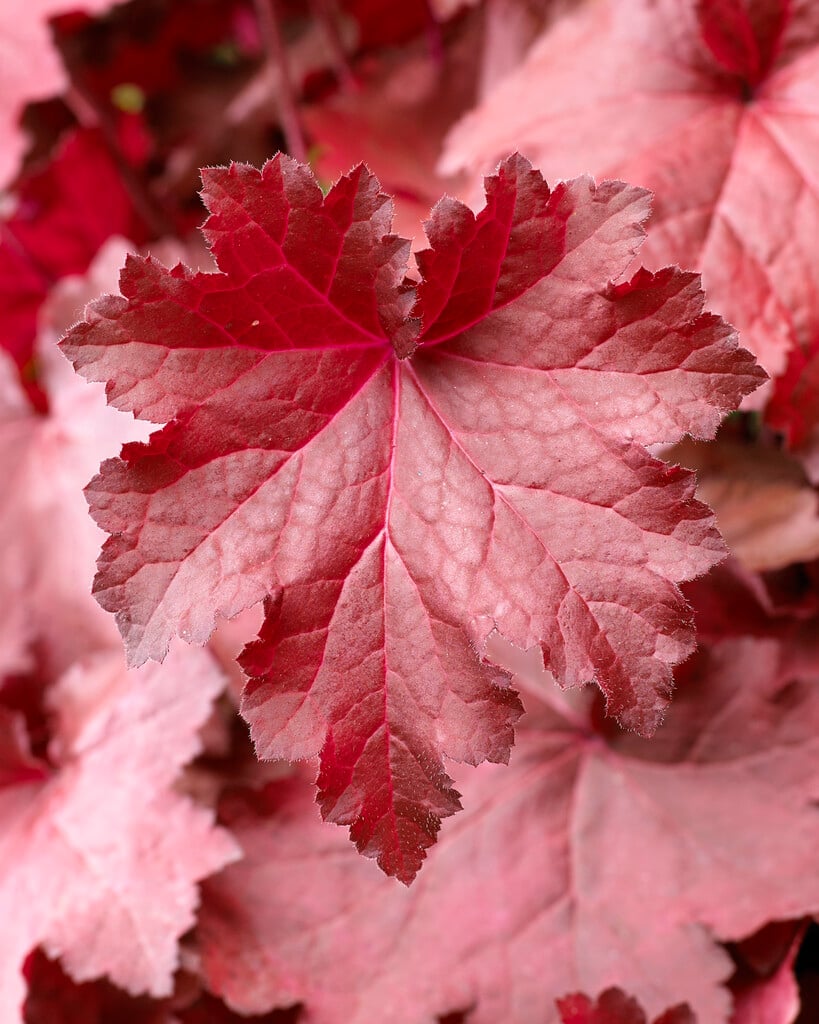 alum root 'Magma'