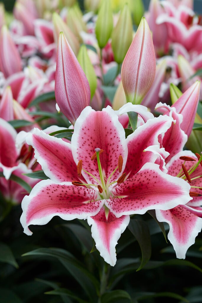 lily 'Star Romance'