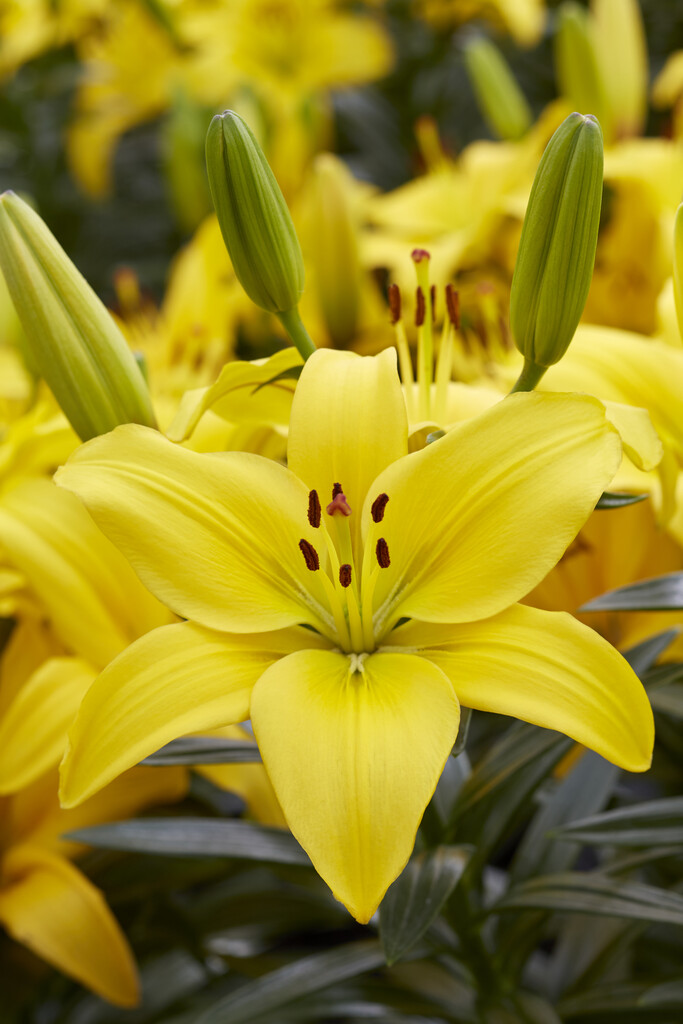 lily 'Classic Joy'