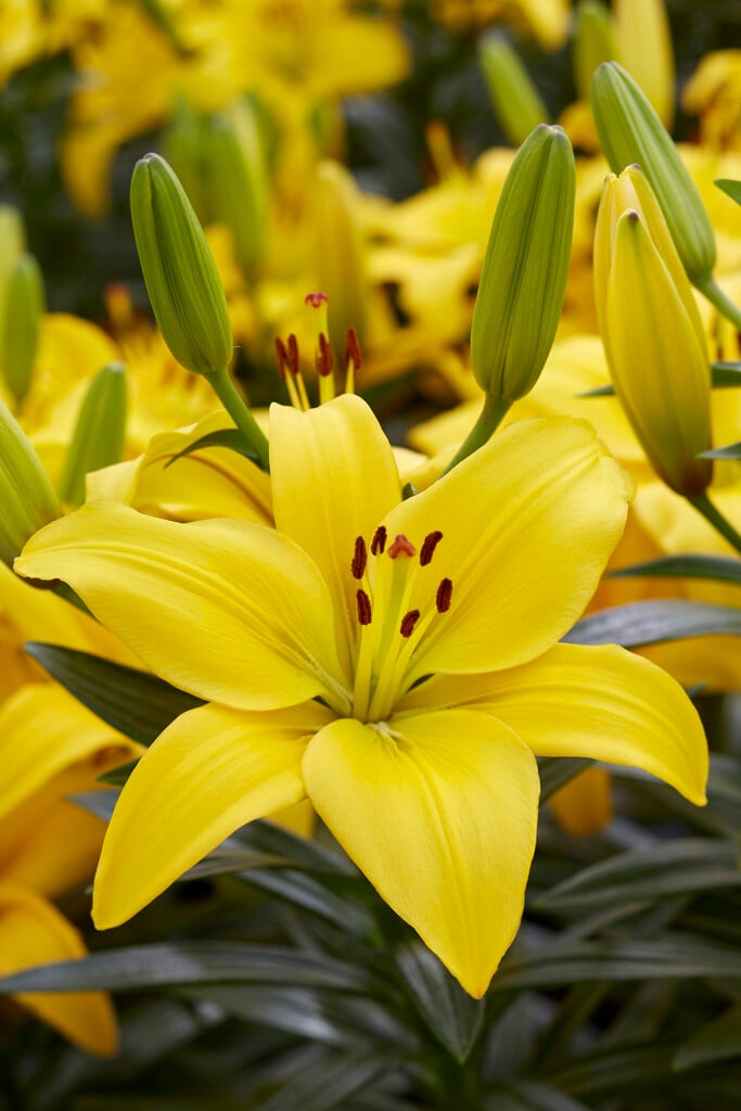 lily 'Classic Joy'
