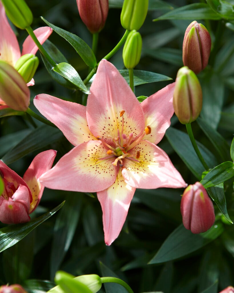 lily 'Elegant Joy'