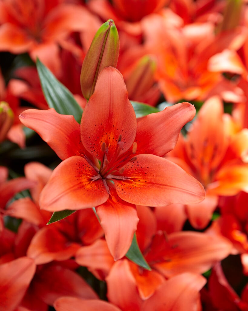 lily 'Londrina'
