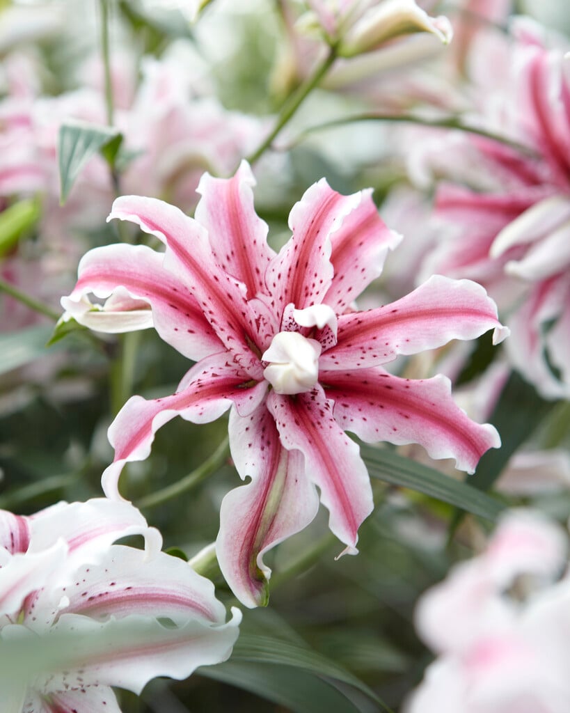 lily 'Magic Star'