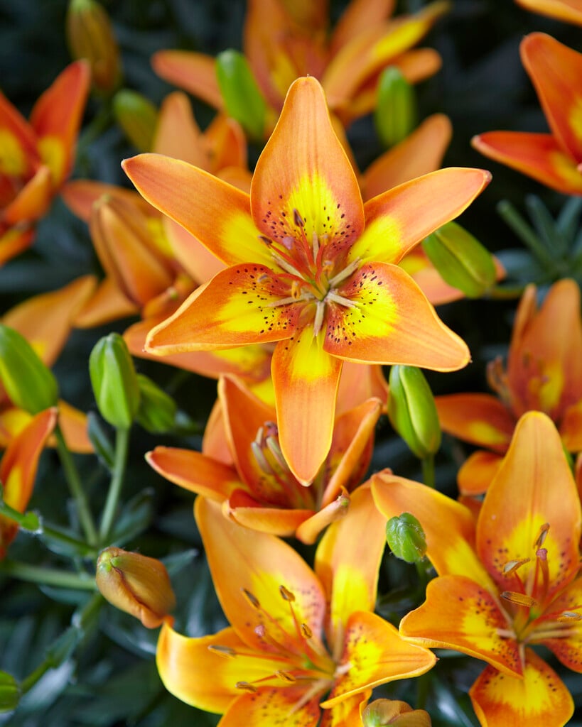lily 'Bright Joy'