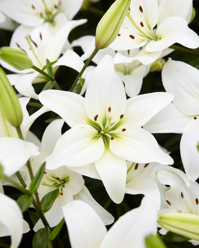 lily 'Navona'