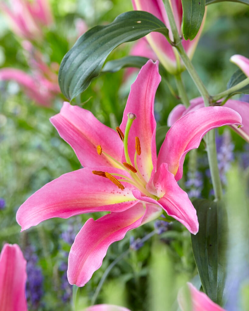 Lilium &Mount Cook& (VIIa/b) | Bulbs/RHS Gardening