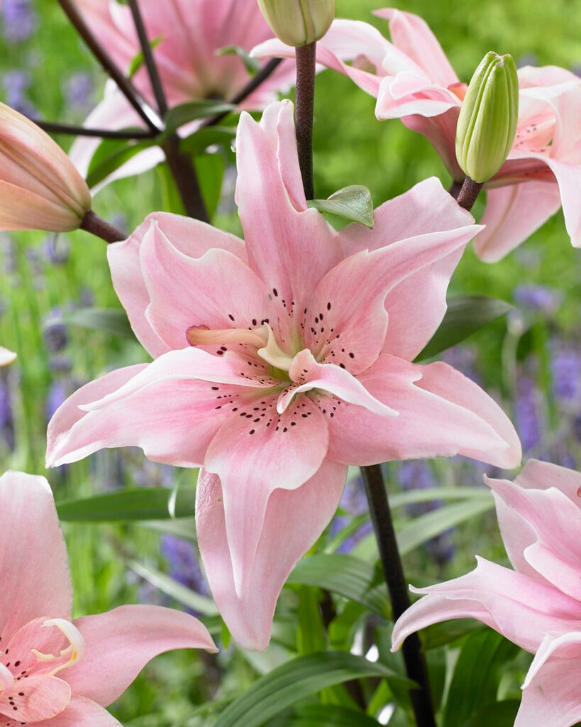 lily 'Elodie'