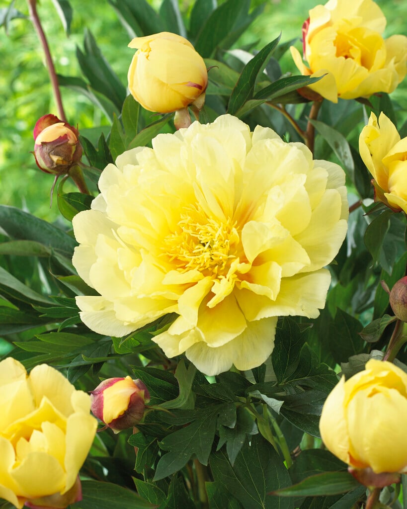 peony 'Sequestered Sunshine'