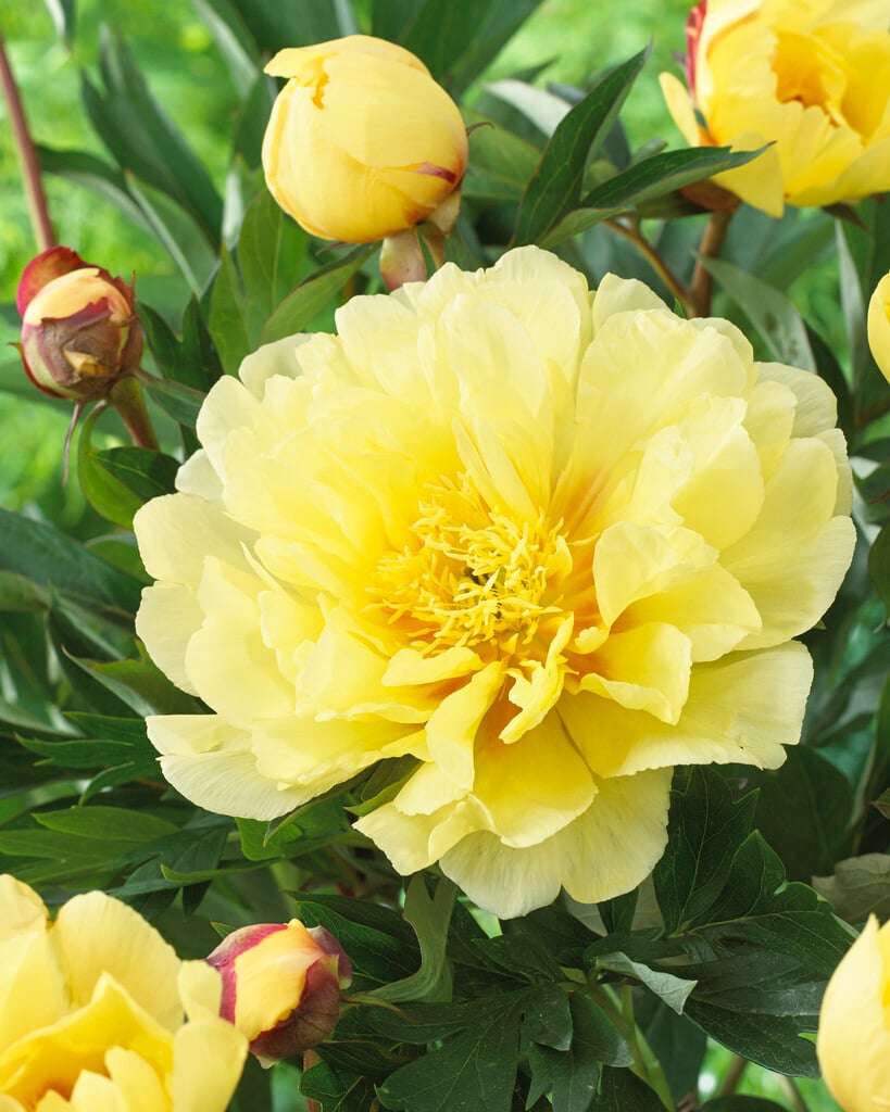 peony 'Sequestered Sunshine'