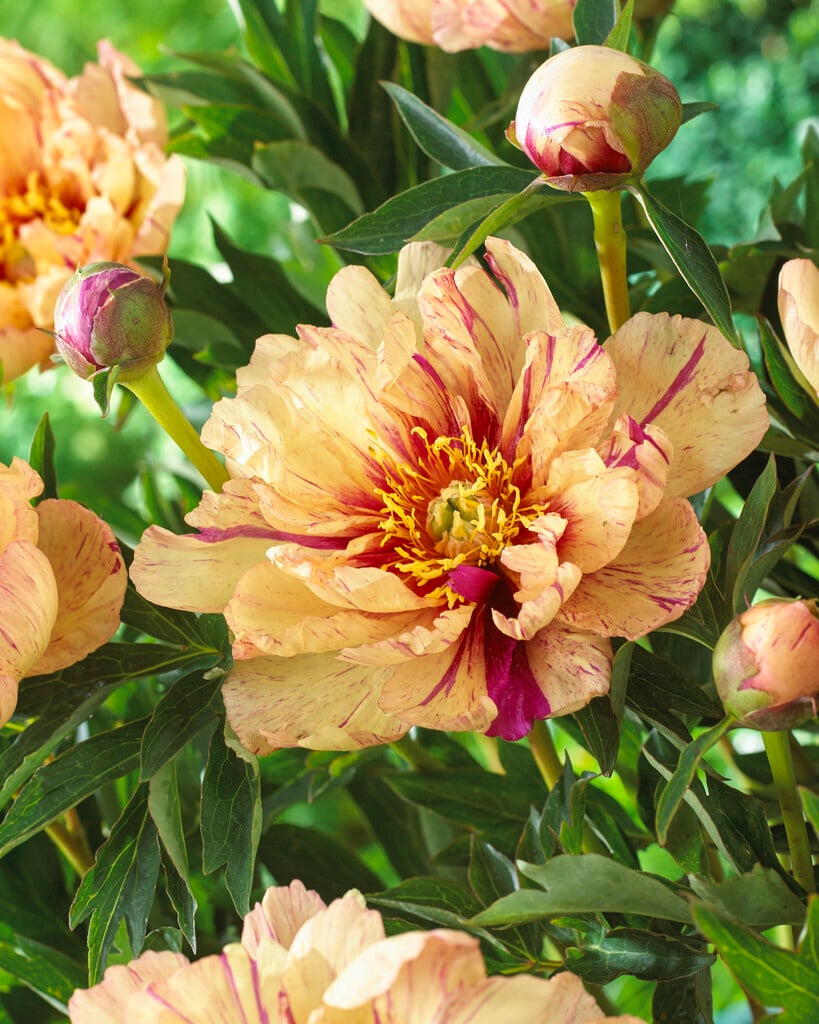 peony 'Lollipop'