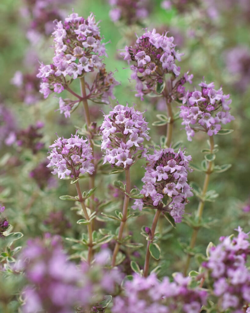 thyme 'Silver Posie'