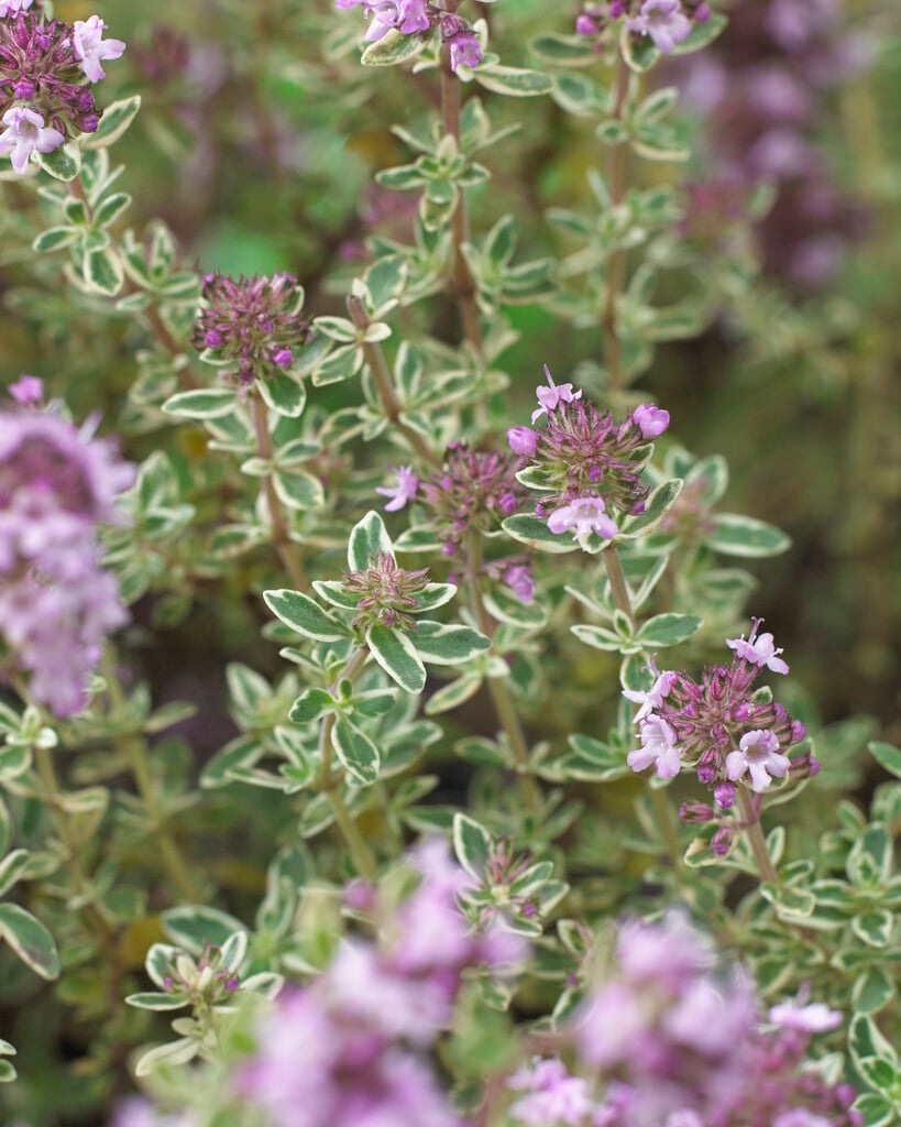 thyme 'Silver Posie'
