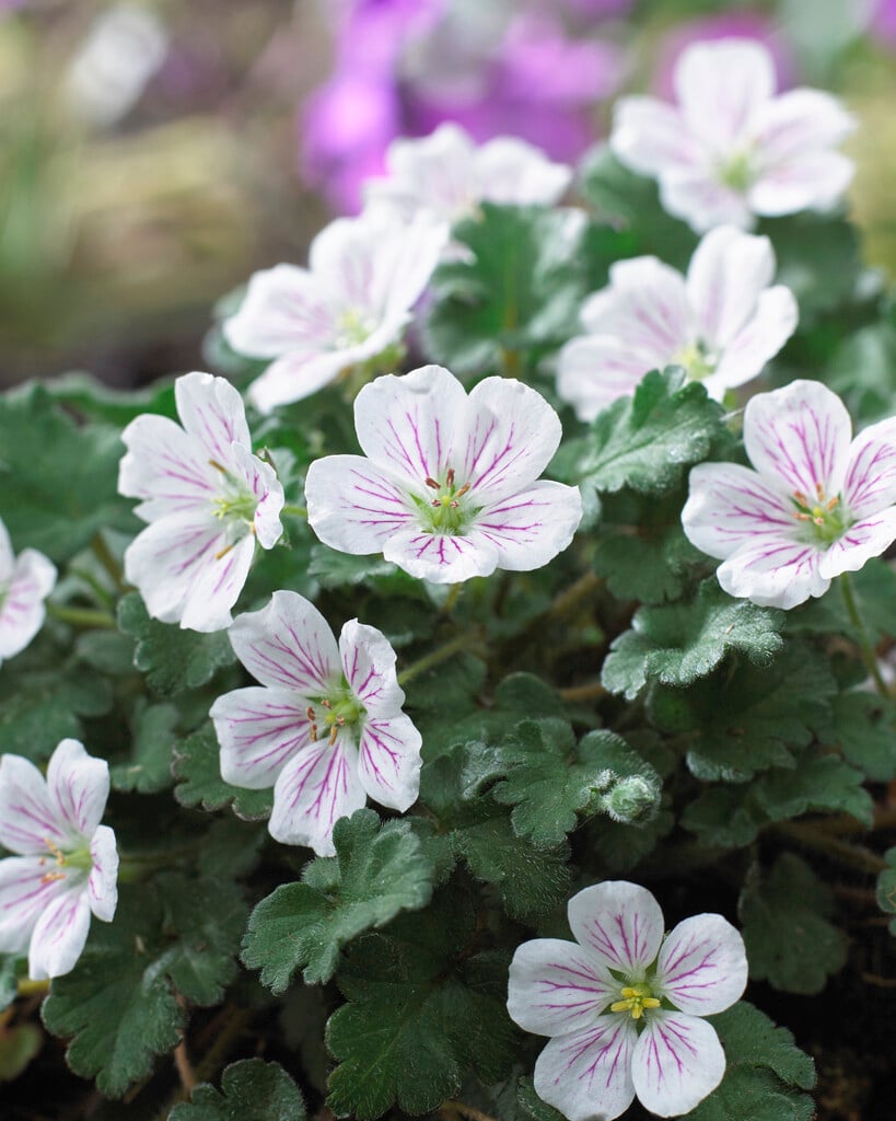 <em>Erodium</em> <em>reichardii</em> 'Album'