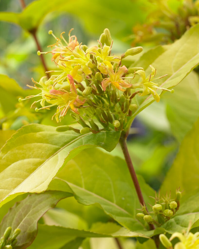 mountain bush honeysuckle [Honeybee]