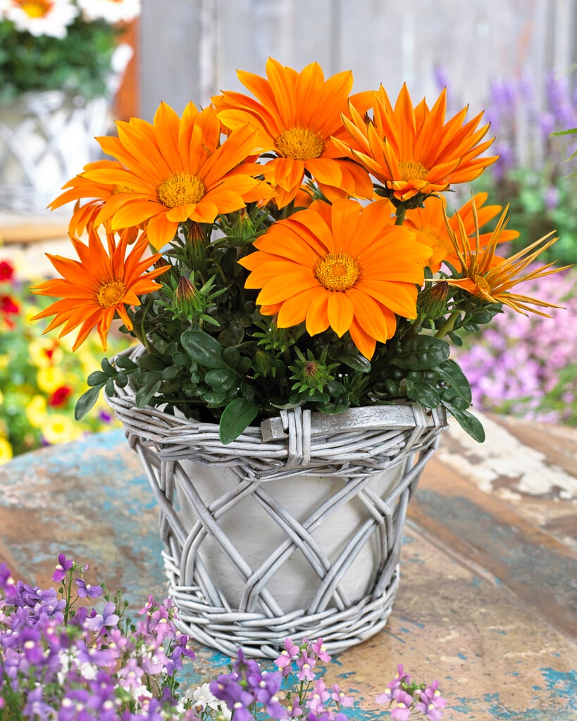 treasure flower 'Giant Deep Orange'