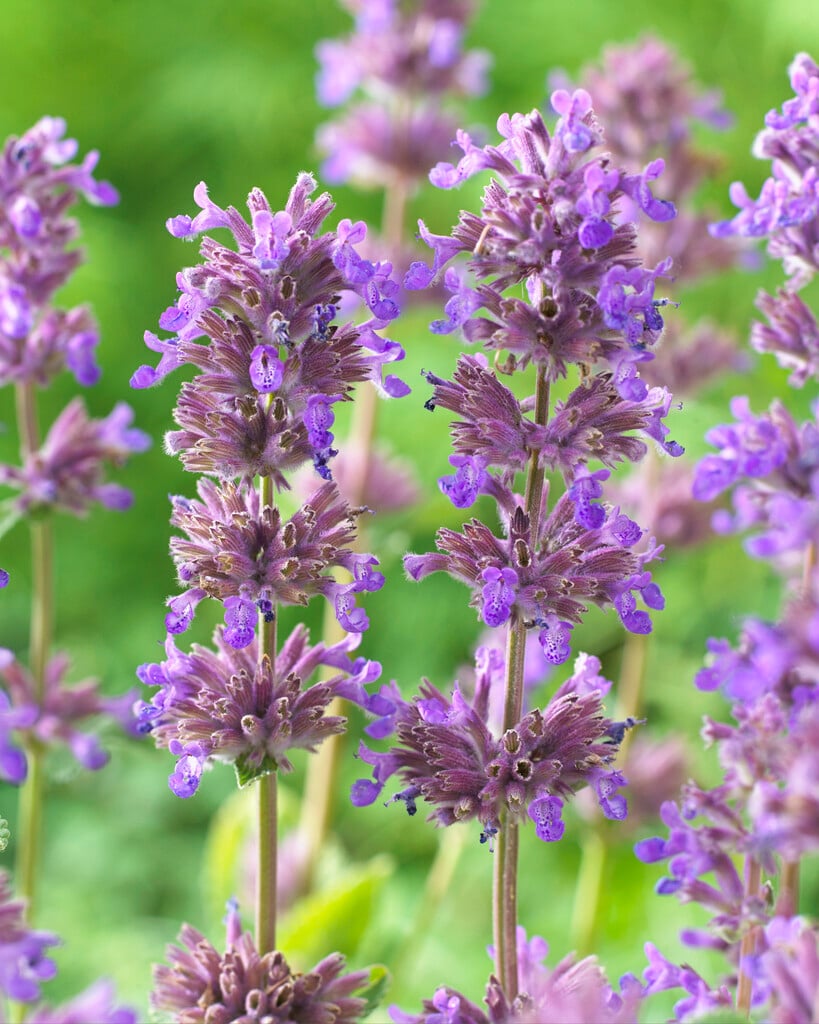 catmint 'Grog'