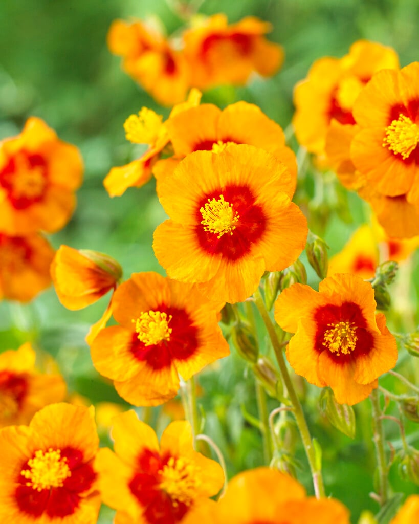 rock rose 'Ben Heckla'