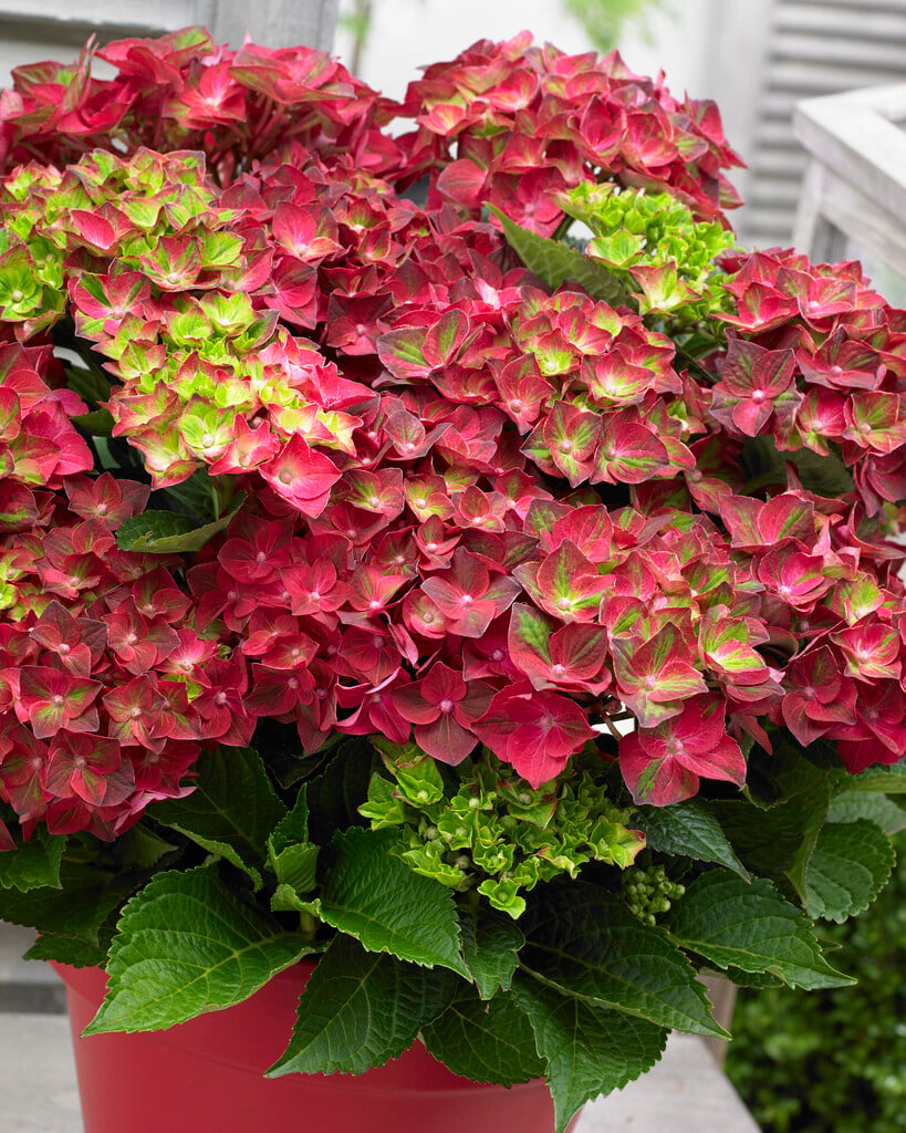 hydrangea 'Ruby Tuesday'