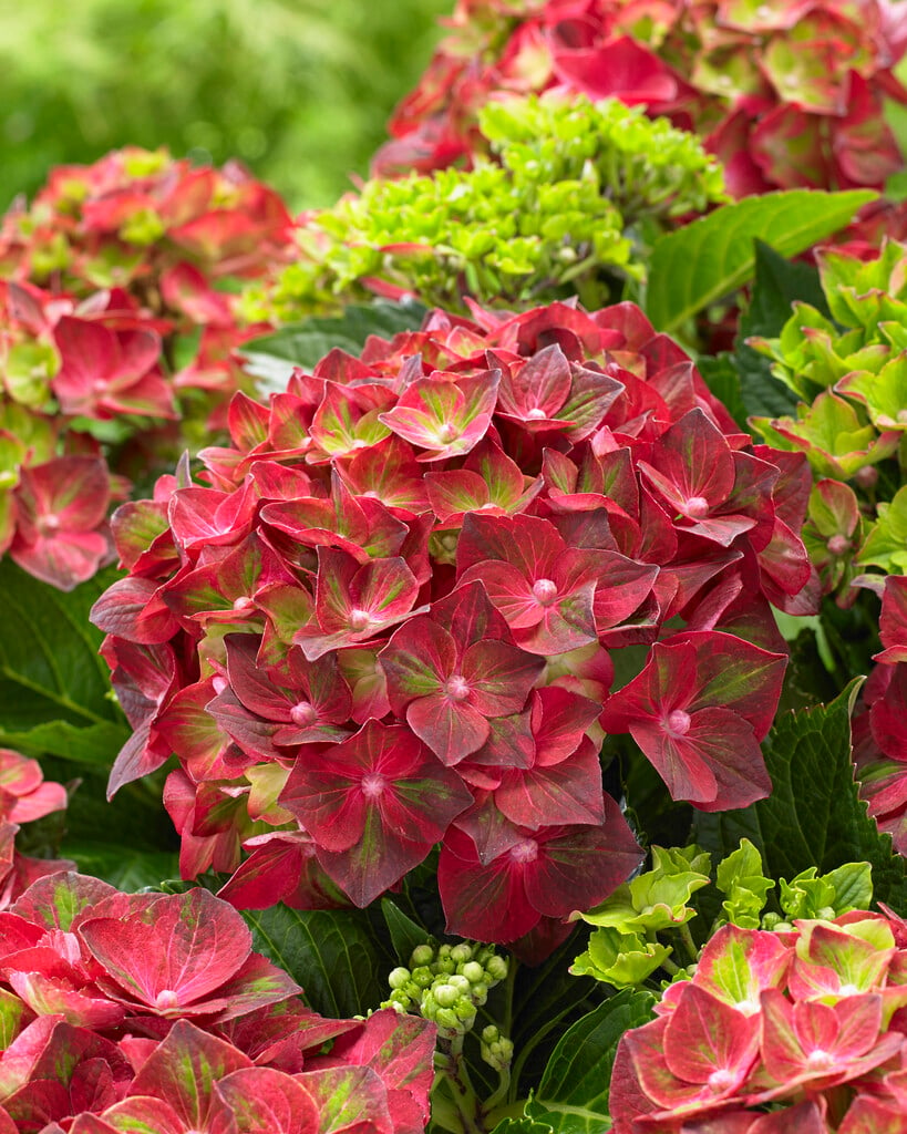 hydrangea 'Ruby Tuesday'