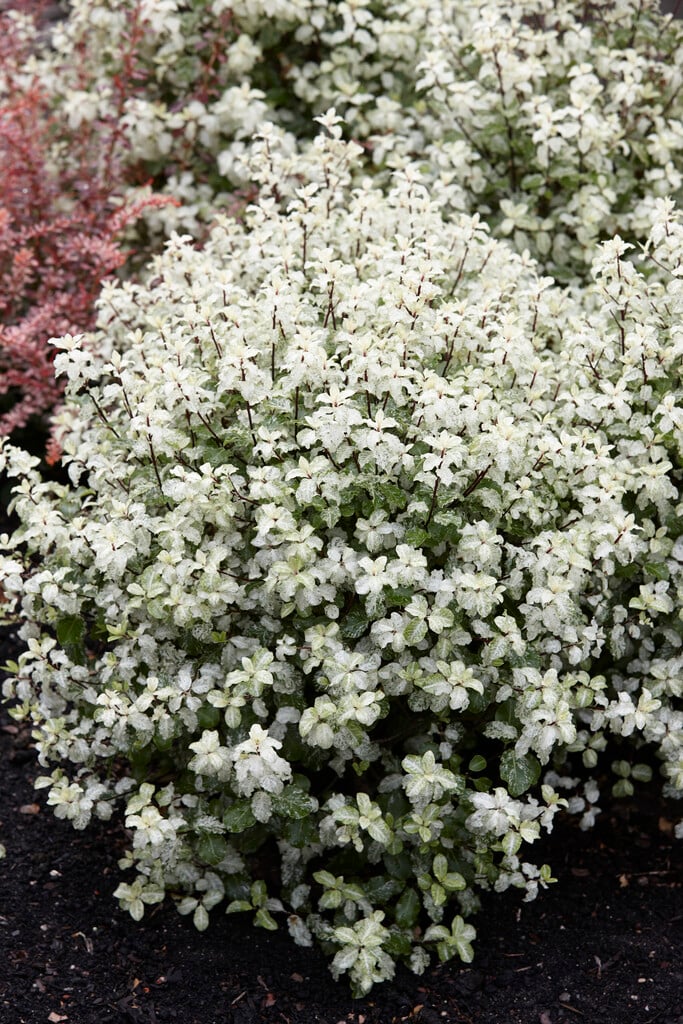 tawhiwhi 'Irene Paterson'