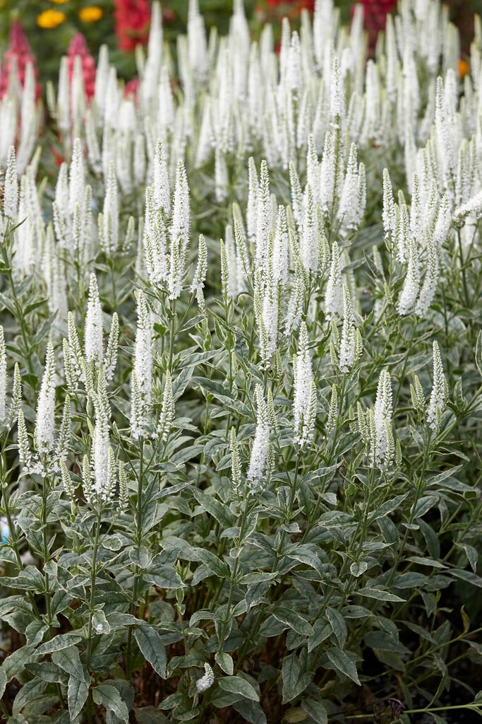 garden speedwell 'Charlotte'