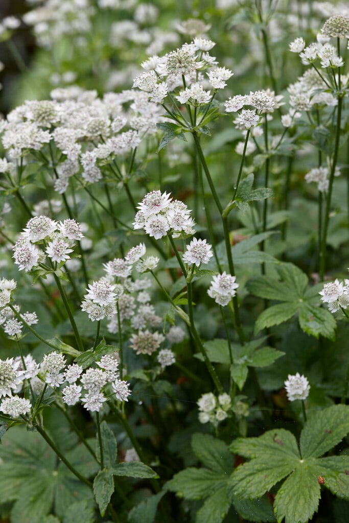 <i>Astrantia</i> <i>major</i> 'Star of Royals'