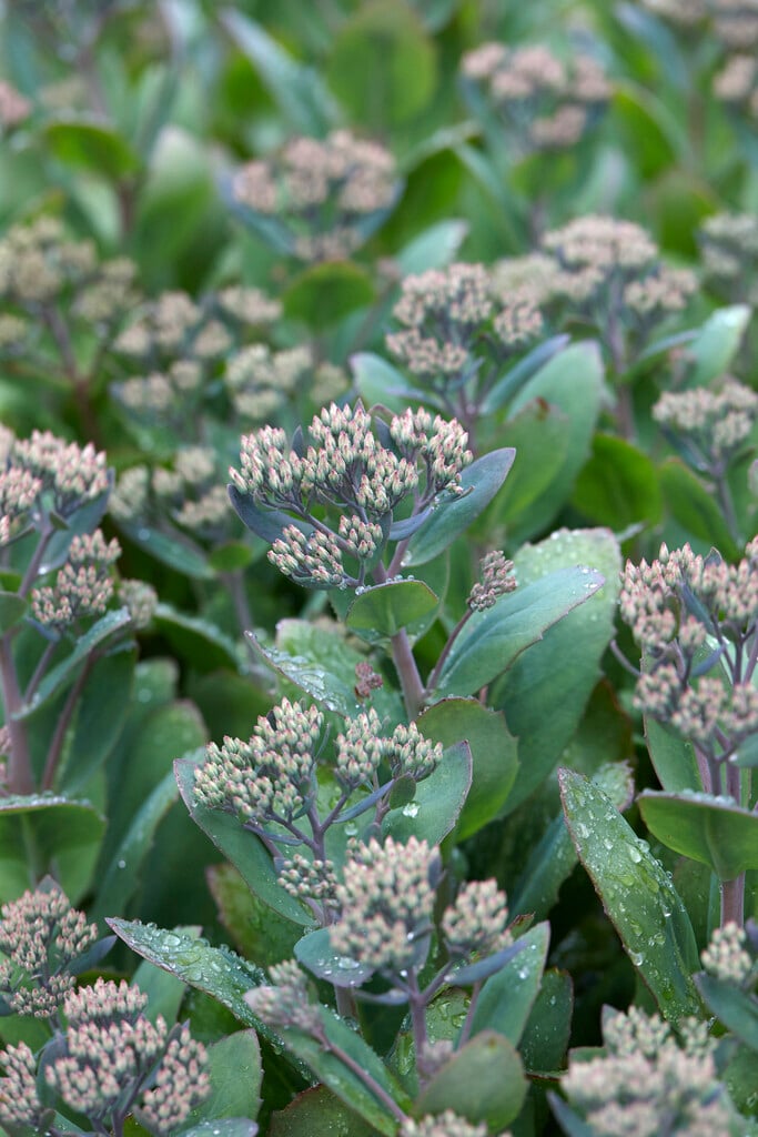 <i>Hylotelephium</i> <i>spectabile</i> 'Crystal Pink'