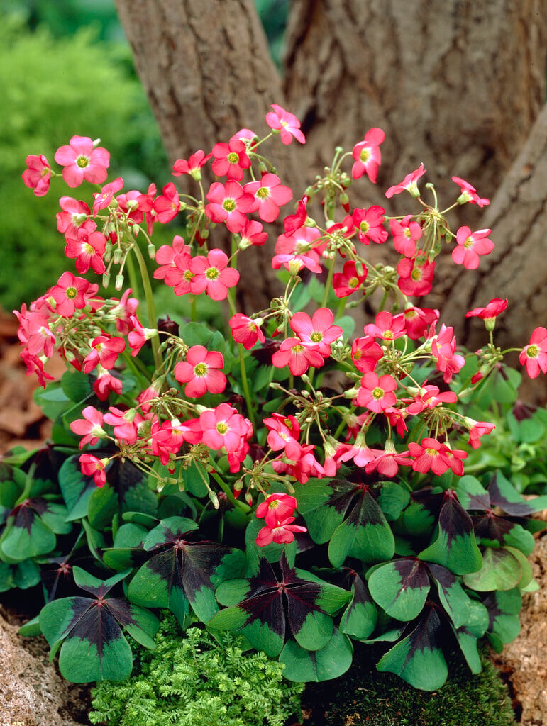 lucky clover 'Iron Cross'