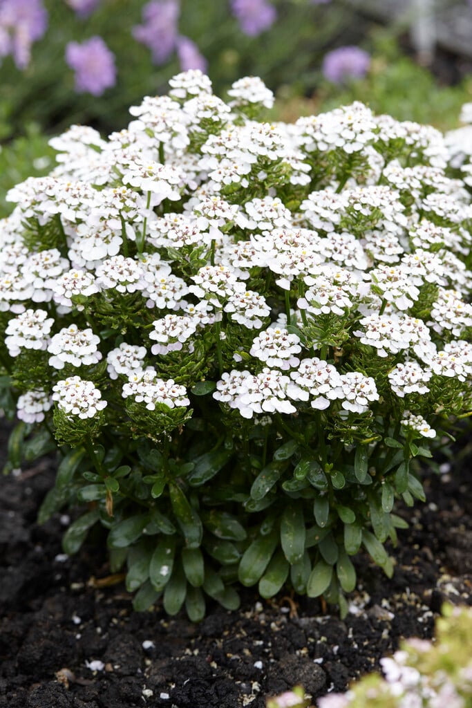 candytuft 'Masterpiece'
