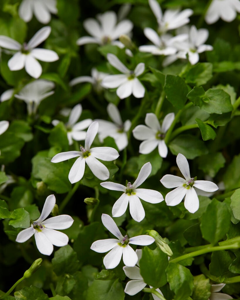 <em>Lobelia</em> <em>angulata</em> 'Treadwellii'