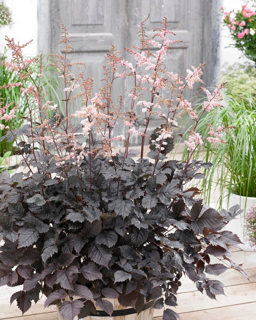 astilbe 'Chocolate Shogun'