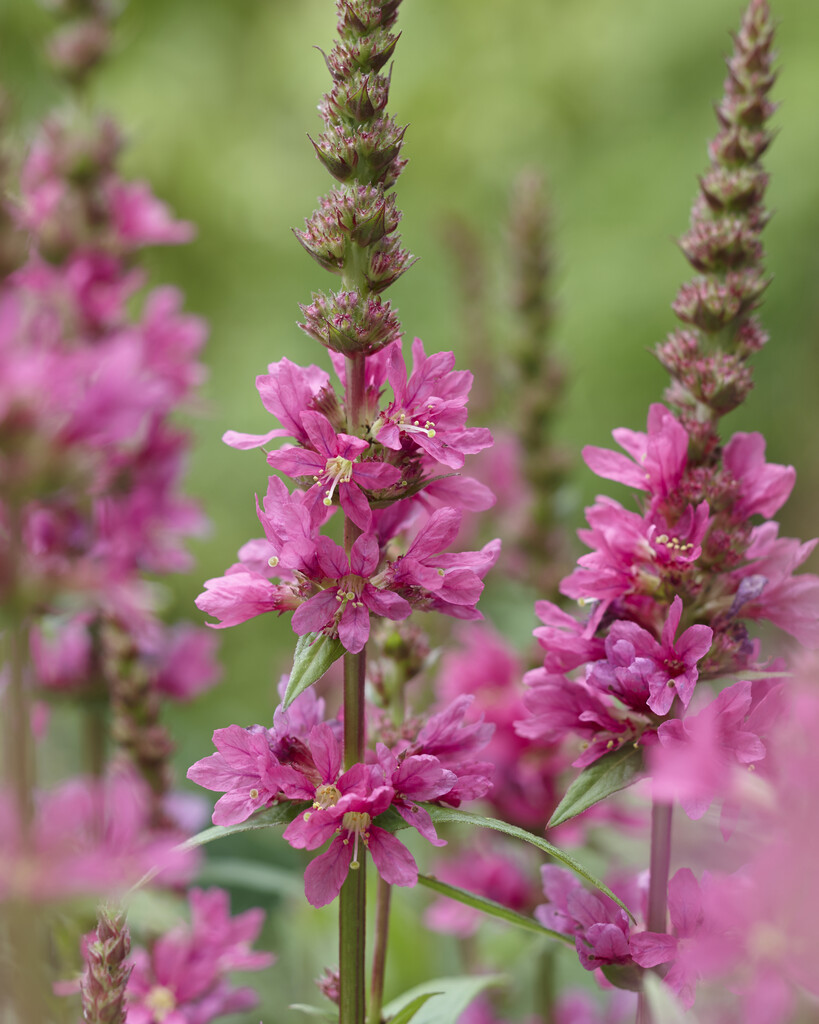 purple loosestrife 'Robin'