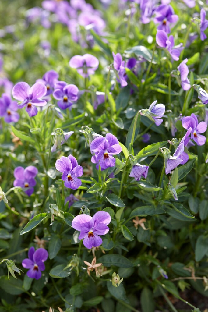 viola [Bonnie Lassies Emma]