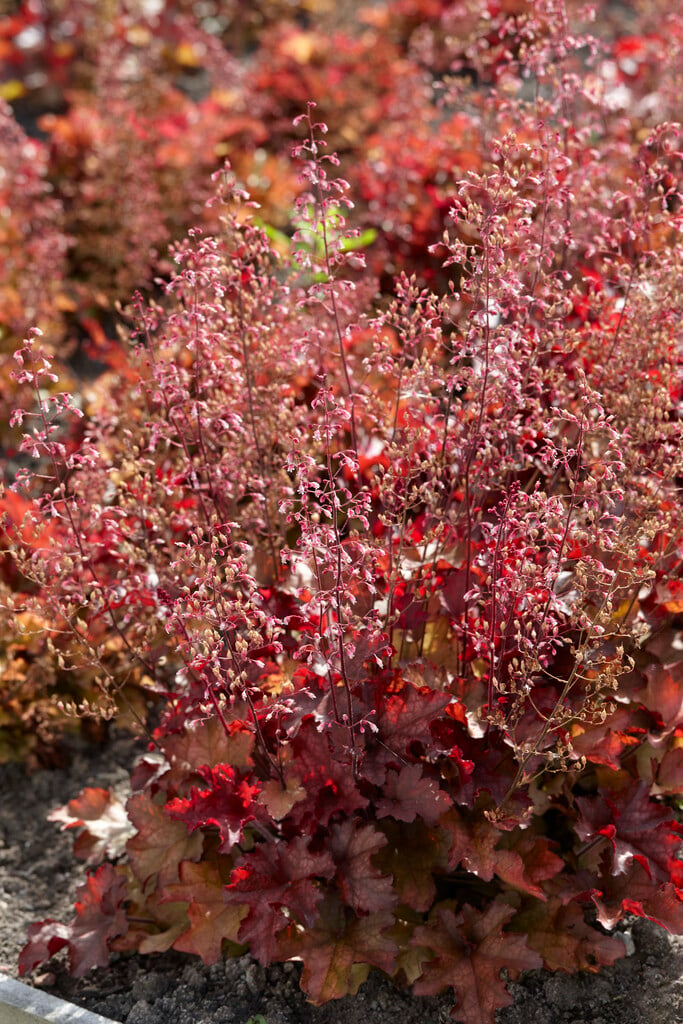 alum root [Cranberry]