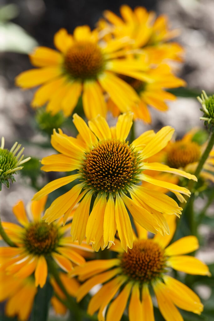 coneflower [Golden Skipper]