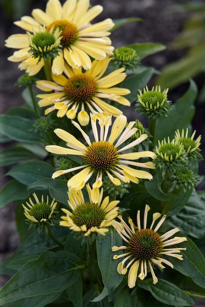 coneflower 'Chiquita'