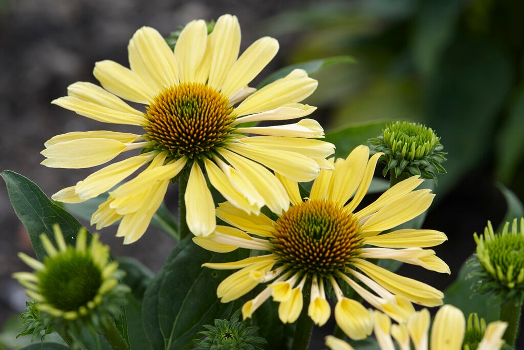 coneflower 'Chiquita'