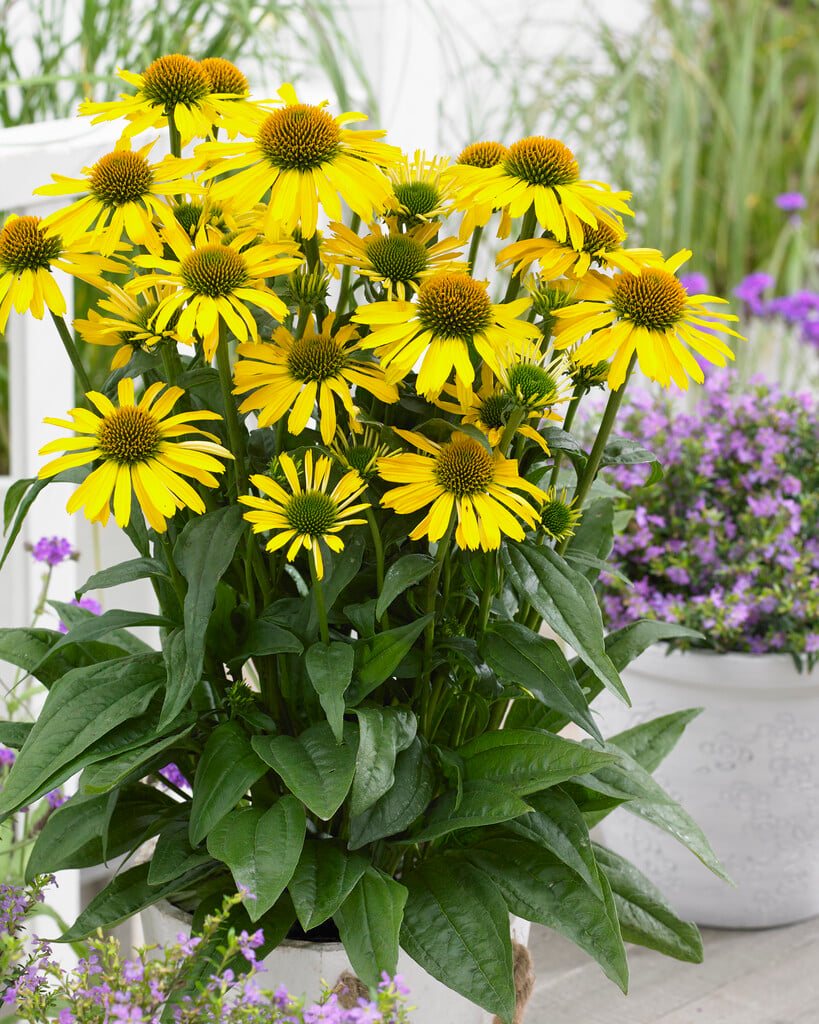 coneflower [SunSeekers Yellow]