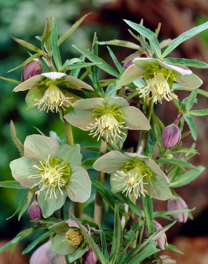 purple-flowered Christmas rose