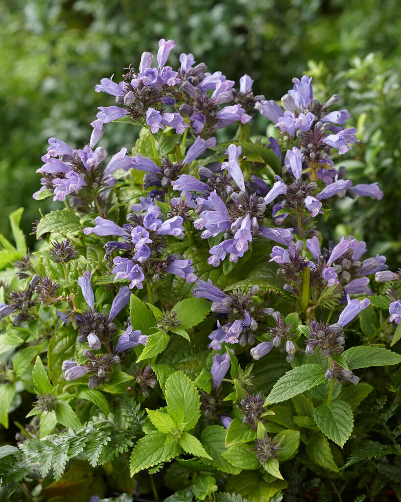 catmint 'Laufen'