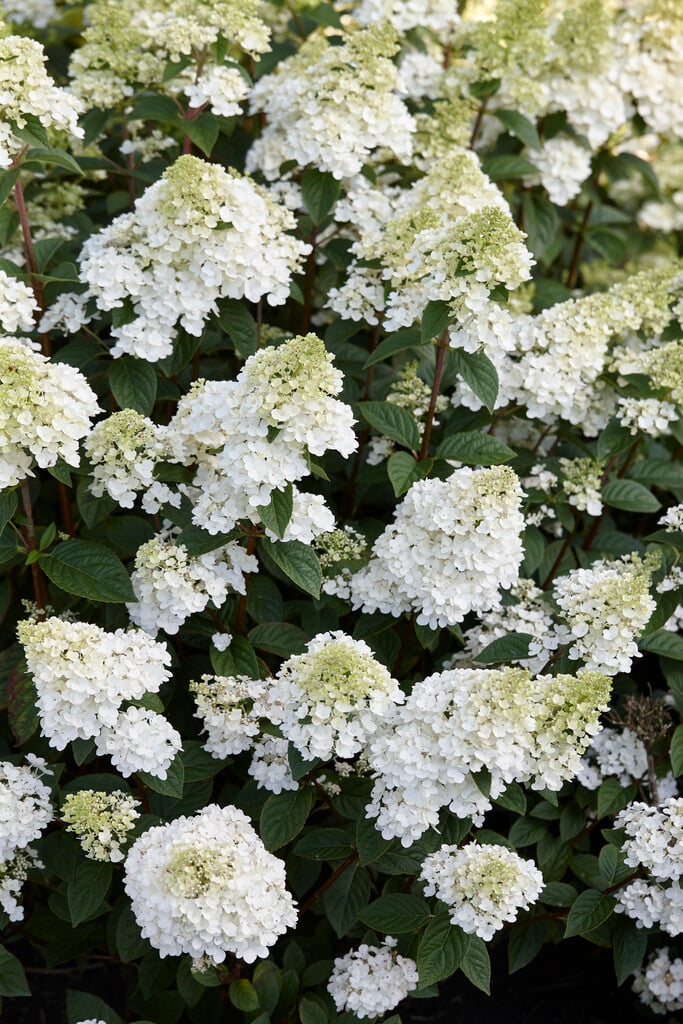 panicled hydrangea [Sundae Fraise]