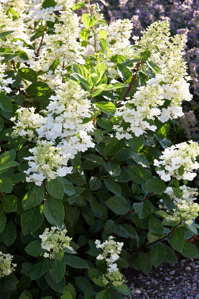 panicled hydrangea [Magical Fire]