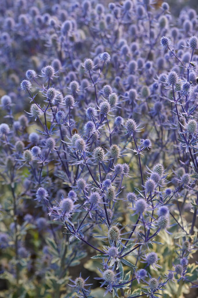 blue eryngo 'Jade Frost'